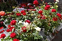 Festa delle rose_45